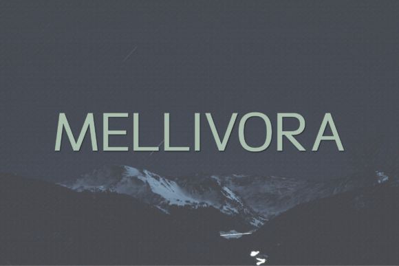 Mellivora Typeface for Modern Editorial Design