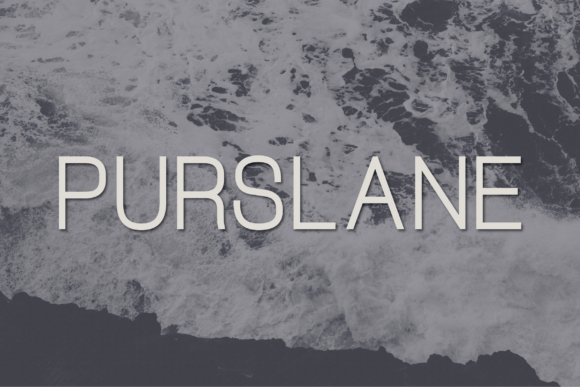 Purslane Typeface Review for Modern Branding